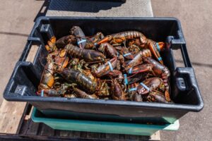 mengenal lobster