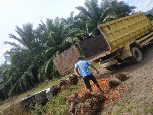 Exspor Kelapa Sawit Dibuka