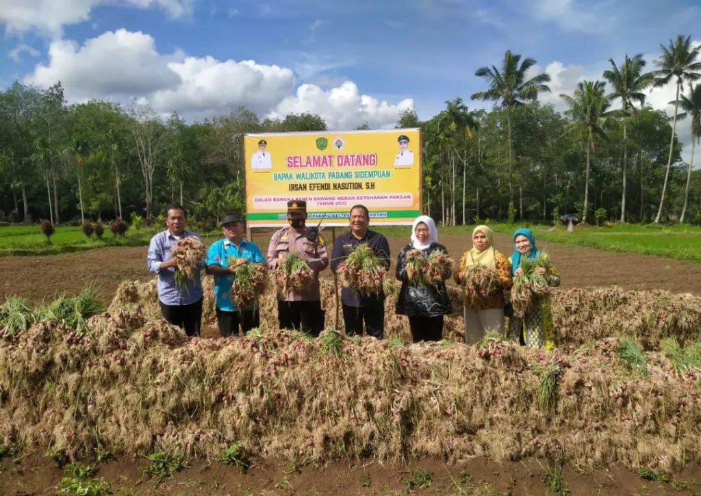 Panen Bawang Merah Panen Bawang Merah